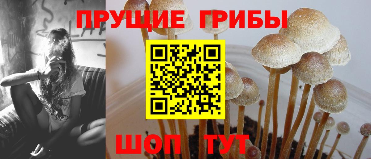 Пыть-Ях  Галлюциногенные грибы Cubensis  Псилоцибиновые грибы MAGIC MUSHROOMS  купить  цена  Вход с VPN 